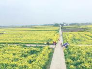 河南旅游策劃:荊門百里花如海，春風相約緣是你