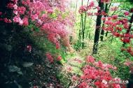 河南旅游市場運(yùn)營：錯(cuò)峰游堯山，踏著青春的旋律來相會(huì)（有福利）